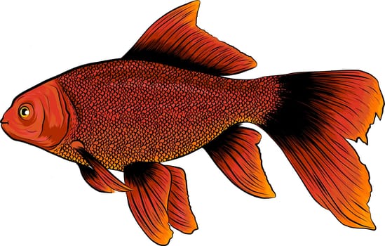 Red Drum, Redfish. Vector illustration with refined details and optimized stroke that allows the image to be used in small sizes