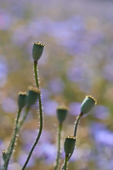 Fruit capsule from poppy in a detailed shot