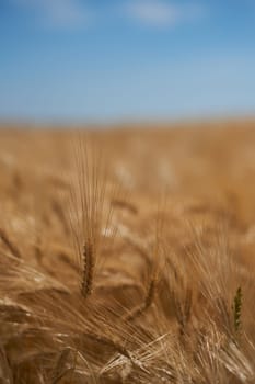 Rye field - corn in detail shot - soft bokeh