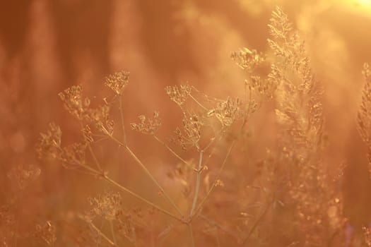 Field at sunset, sunset on meadow. Grass in the sunlight background. Summer, autumn, fall season landscape. Summertime, autumntime sun scene in Latvia. Backlight.