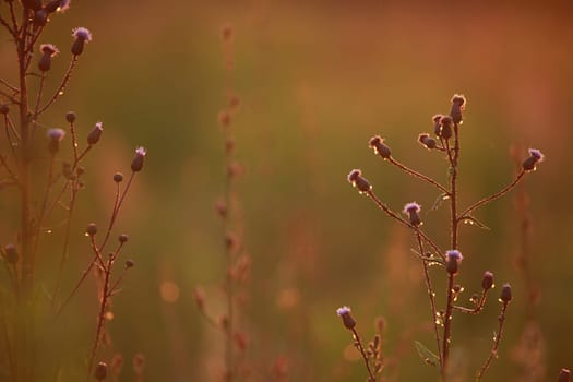 Field at sunset, sunset on meadow. Grass in the sunlight background. Summer, autumn, fall season landscape. Summertime, autumntime sun scene in Latvia. Backlight.