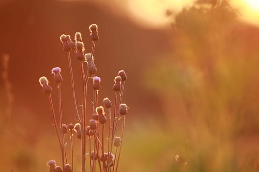 Field at sunset, sunset on meadow. Grass in the sunlight background. Summer, autumn, fall season landscape. Summertime, autumntime sun scene in Latvia. Backlight.