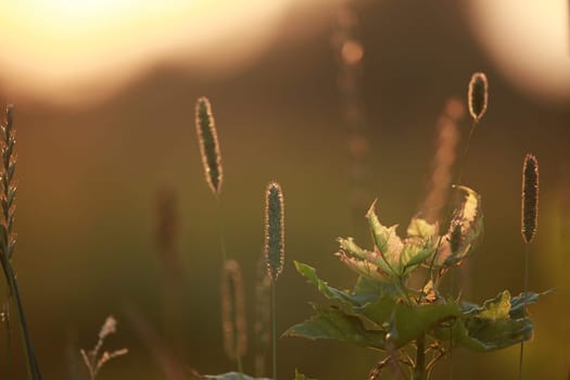 Field at sunset, sunset on meadow. Grass in the sunlight background. Summer, autumn, fall season landscape. Summertime, autumntime sun scene in Latvia. Backlight.