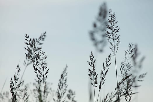 Silhouettes of few bents on the light  blue sky background in Latvia.
