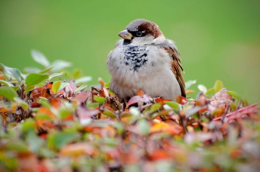 Sparrow. Sparrow who sits on bush with autumnal leaves.