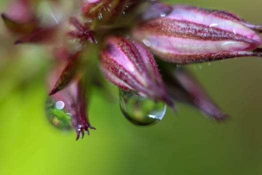 Pink flower closeup with water drops.