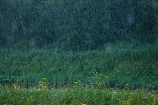 Summer thunderstorm rain refreshing nature meadow. Background with rain drops in meadow. Rain is condensed moisture of the atmosphere falling visibly in separate drops.