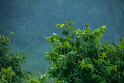 Summer thunderstorm rain refreshing nature meadow. Background with rain drops in meadow. Rain is condensed moisture of the atmosphere falling visibly in separate drops.