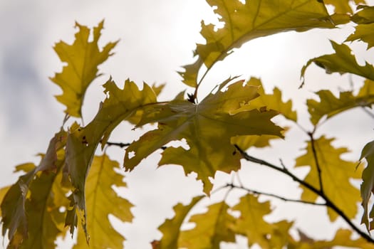 Autumn maple leaves in Sigulda, Latvia. Mapple tree has lobed leaves and colourful autumn foliage.