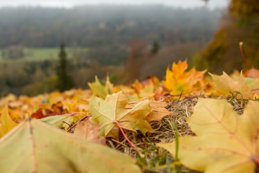 Autumn maple leaves in Sigulda, Latvia. Mapple tree has lobed leaves and colourful autumn foliage.