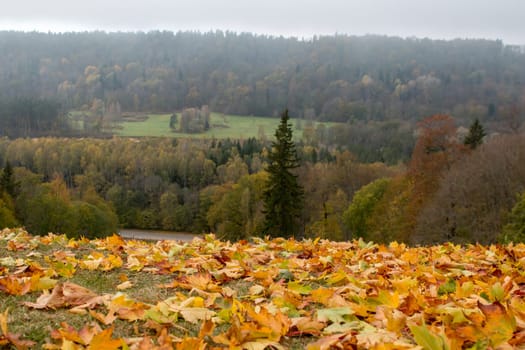 Autumn maple leaves in Sigulda, Latvia. Mapple tree has lobed leaves and colourful autumn foliage.