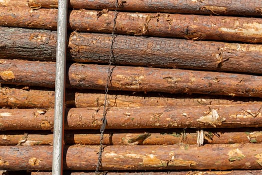 Pine Tree Timber Being Transported.