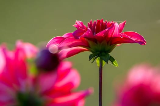 Background with  red dahlia on green background. Dahlia is tuberous-rooted plant of daisy family, which is cultivated for its brightly coloured single or double flowers.