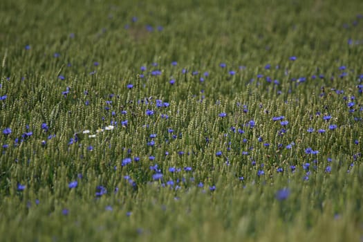 Cornflowers. Blooming flowers. Cornflowers on a green grass. Meadow with flowers. Wild flowers. Nature flower. Flowers on field.