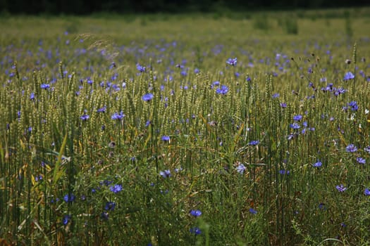 Cornflowers. Blooming flowers. Cornflowers on a green grass. Meadow with flowers. Wild flowers. Nature flower. Flowers on field.