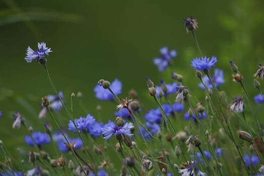 Cornflowers. Blooming flowers. Cornflowers on a green grass. Meadow with flowers. Wild flowers. Nature flower. Flowers on field.