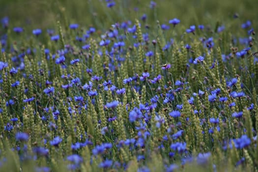 Cornflowers. Blooming flowers. Cornflowers on a green grass. Meadow with flowers. Wild flowers. Nature flower. Flowers on field.