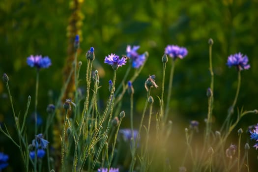 Cornflowers. Blooming flowers. Cornflowers on a green grass. Meadow with flowers. Wild flowers. Nature flower. Flowers on field.