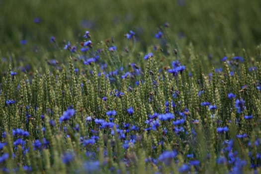 Cornflowers. Blooming flowers. Cornflowers on a green grass. Meadow with flowers. Wild flowers. Nature flower. Flowers on field.