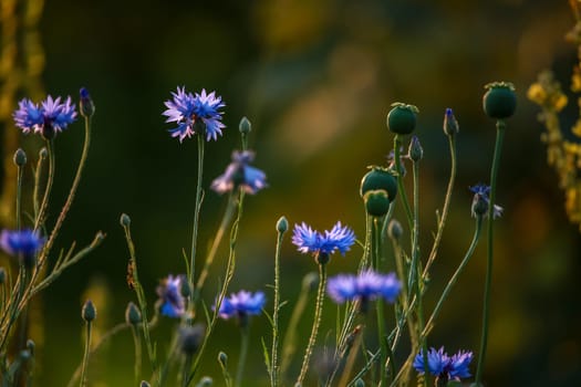Cornflowers and poppies on a green grass. Blooming flowers. Meadow with cornflowers and poppies. Wild flowers. Nature flower. Poppy seed boxes on field.