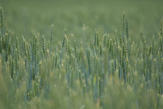 Background created with a close up of a cereal field in Latvia. Cereal grain used for food, wheat, maize, or rye.