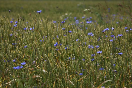 Cornflowers. Blooming flowers. Cornflowers on a green grass. Meadow with flowers. Wild flowers. Nature flower. Flowers on field.