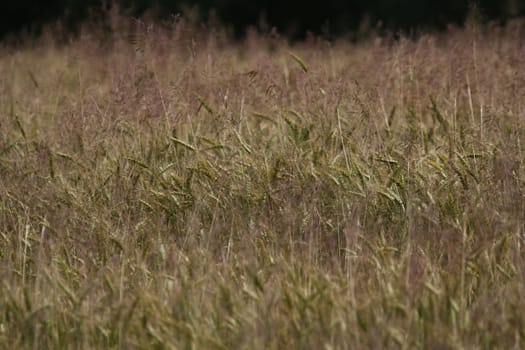 Background created with a close up of a cereal field in Latvia. Cereal grain used for food, wheat, maize, or rye.
