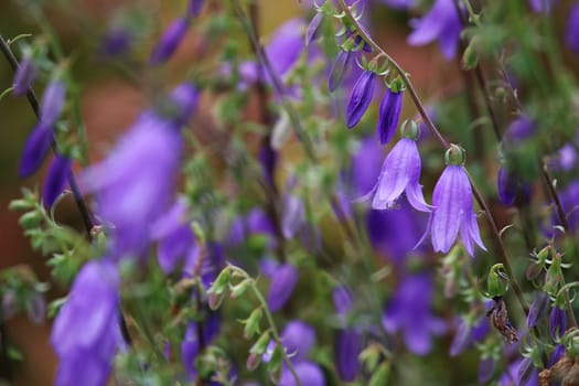 Blue flowers on field. Violet blooming flowers on a green grass. Meadow with rural flowers. Wild flowers. Nature flower.