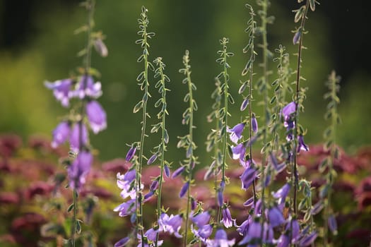 Blue flowers on field. Violet blooming flowers on a green grass. Meadow with rural flowers. Wild flowers. Nature flower.