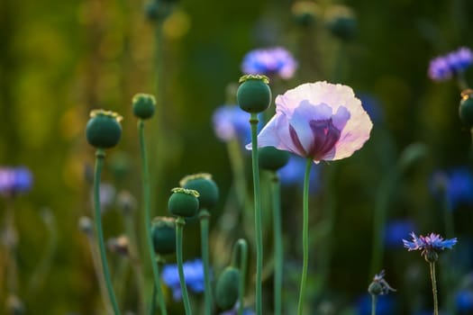 View of one violet poppy flower and poppy seed boxes on background of green meadow.