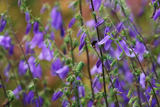 Blue flowers on field. Violet blooming flowers on a green grass. Meadow with rural flowers. Wild flowers. Nature flower.