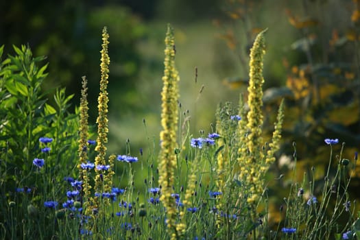 Cornflowers. Blooming flowers. Cornflowers on a green grass. Meadow with flowers. Wild flowers. Nature flower. Flowers on field.