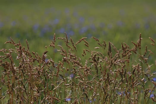 Background created with a close up of a cereal field in Latvia. Cereal grain used for food, wheat, maize, or rye.