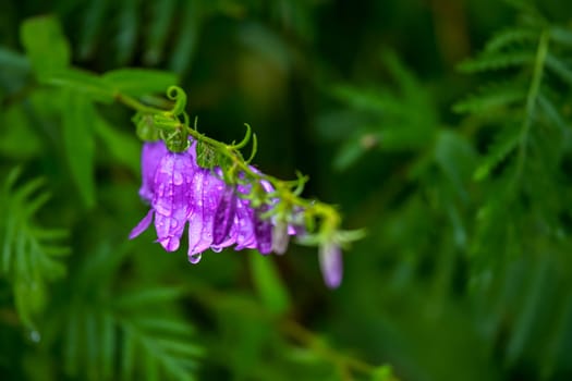 Blue flowers on field. Violet blooming flowers on a green grass. Meadow with rural flowers. Wild flowers. Nature flower.