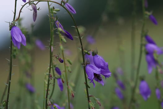 Blue flowers on field. Violet blooming flowers on a green grass. Meadow with rural flowers. Wild flowers. Nature flower.