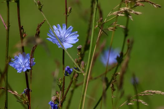 Chicory flowers on meadow. Blooming flowers. Chicory flowers on a green grass. Meadow with chicory flowers. Wild flowers. Nature flower. Chicory flowers on field in summer day.