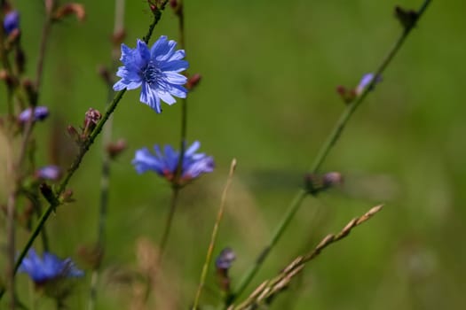 Chicory flowers on meadow. Blooming flowers. Chicory flowers on a green grass. Meadow with chicory flowers. Wild flowers. Nature flower. Chicory flowers on field in summer day.