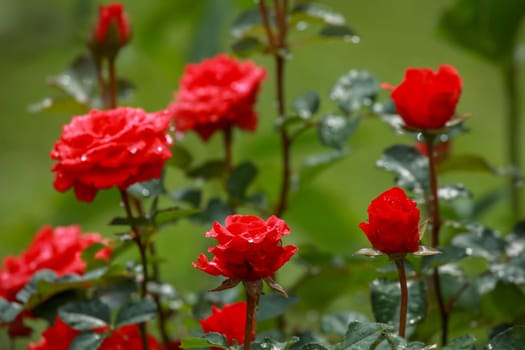Red roses. Blooming roses. Flowers on a green grass.  Meadow with flowers. Nature flower. Red roses on garden. ..