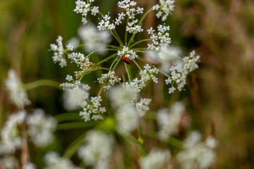 White flowers. Blooming flowers. Flowers on a green grass.  Meadow with flowers. Wild flowers. Nature flower. Flowers on field. Insect on white flower.