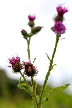 Wild pink blooming thistle. Violet flowers. Blooming flowers. Pink thistles on a green grass. Meadow with flowers. Wild flowers on background of sky. Nature flower. Blooming burdock on field. ..