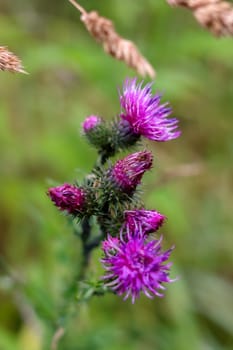 Wild pink blooming thistle. Violet flowers. Blooming flowers. Pink thistles on a green grass. Meadow with flowers. Wild flowers. Nature flower. Blooming burdock on field. ..