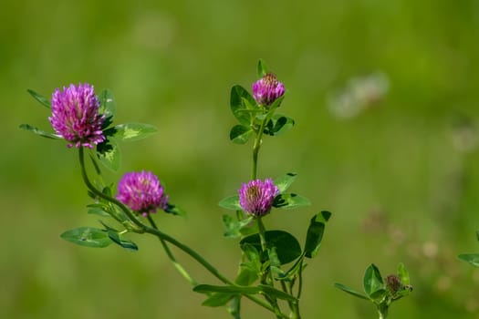 Clover flowers. Blooming flowers. Pink clovers on a green grass. Meadow with pink flowers. Wild violet flowers. Nature flower. Clowers on field. Clover is herbaceous plant of the pea family, with dense globular flower heads and leaves ..