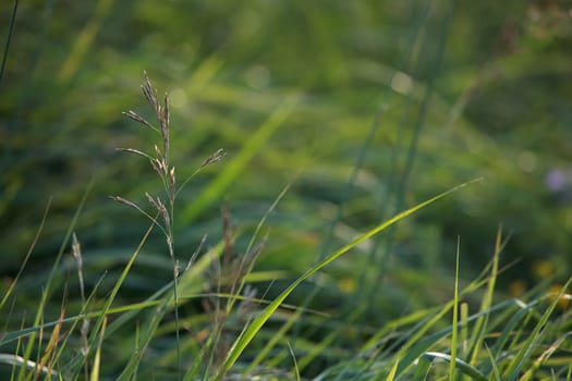 Closeup of green field.Bent on a green grass.  Meadow with bent. Wild grass. Nature meadow in Latvia. Background of bent on field. ..