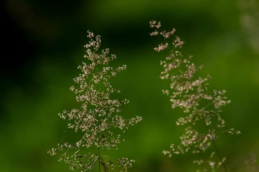 Bent on a green grass. Meadow with two bent. Wild grass. Nature meadow. Background of bent on field. Bent is grass which is used for lawns and is component of pasture and hay grasses.