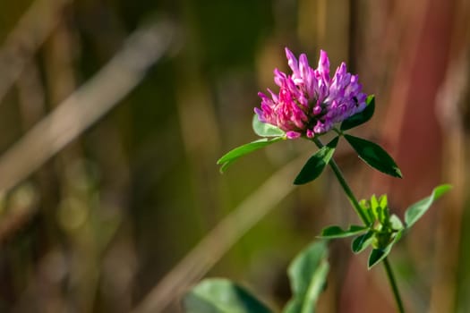 Clover flowers. Blooming flowers. Pink clovers on a green grass. Meadow with pink flowers. Wild violet flowers. Nature flower. Clowers on field. Clover is herbaceous plant of the pea family, with dense globular flower heads and leaves ..