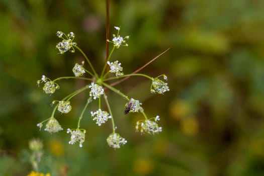 White flowers. Blooming flowers. Flowers on a green grass.  Meadow with flowers. Wild flowers. Nature flower. Flowers on field. Fly on white flower.