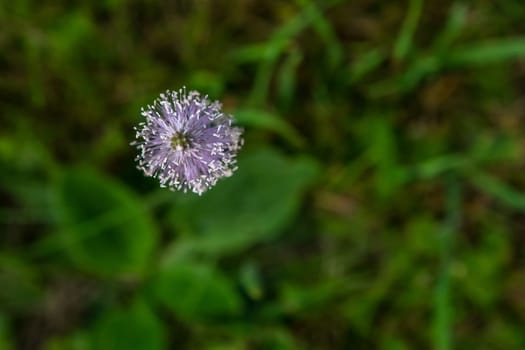 Top view of one violet flower on background of green meadow.