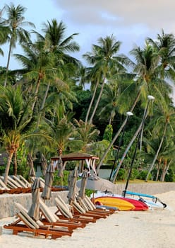 Big beautiful coconut palms on the beach in Thailand