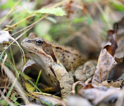 Brown frog with big eyes photographed closeup
