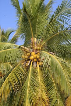 Big beautiful coconut palms on the beach in Thailand